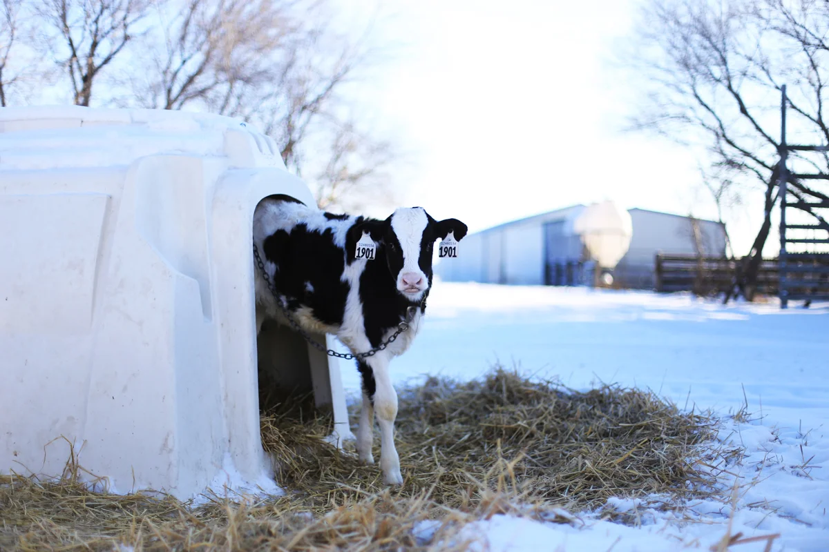 The Willow Mills family farm near Osler, Saskatchewan
